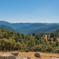 wildfires, forests, disaster