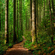 Forest therapy, nature