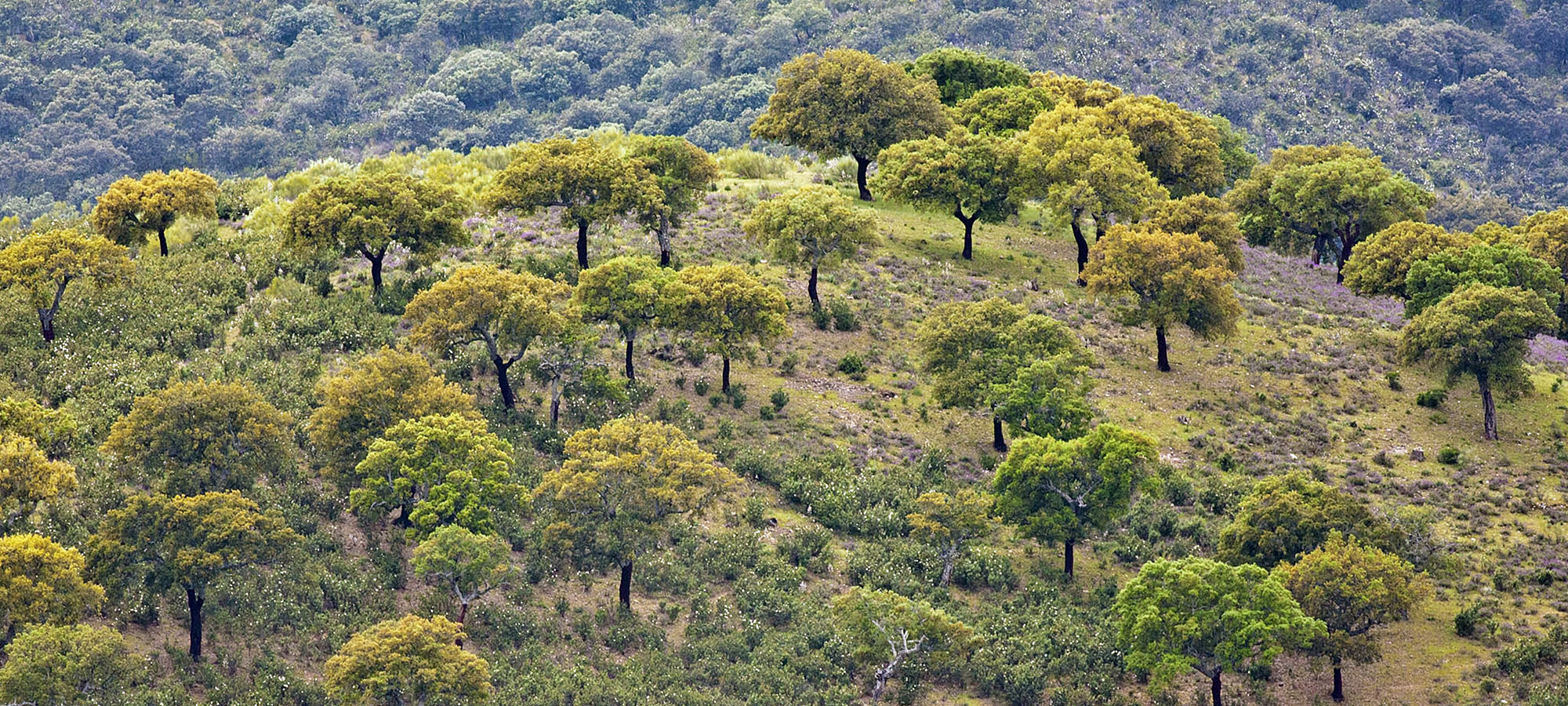 Imagen parque naciona monfragüe