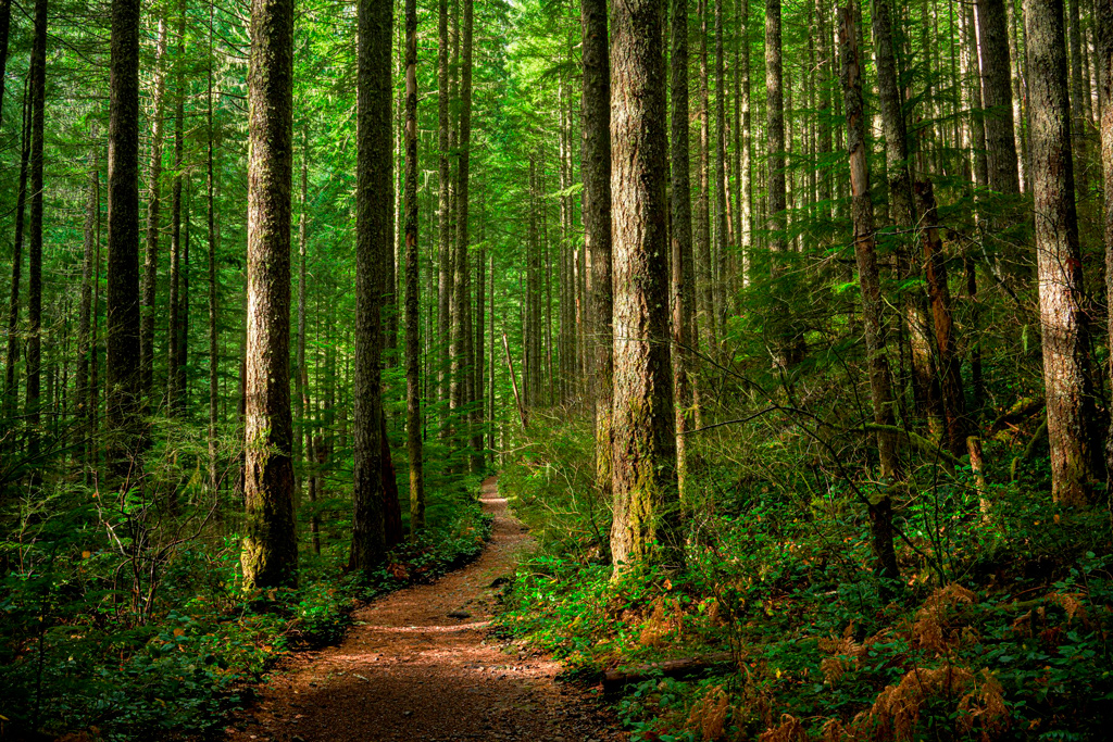 bosque de arboles