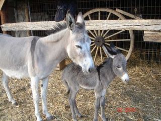 Burrolandia: El Paraíso del Burro