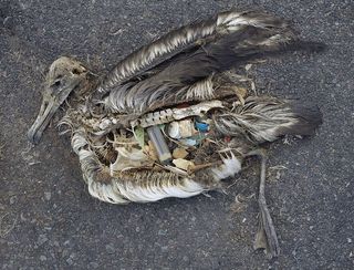La triste historia de Midway, la isla de plástico