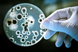 Ideonella sakaiensis, la bactería que se alimenta del PET