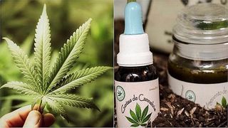 Marihuana medicinal para mejorar la calidad de vida