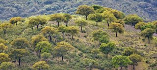 Spain National parks