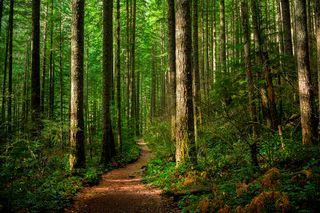 Forest therapy: connecting with nature to improve mental health